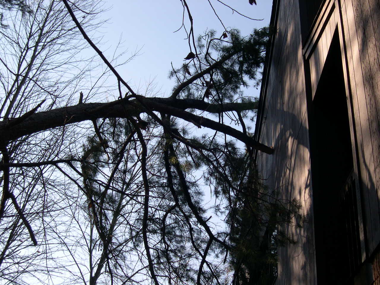 Tree Leaning Against Building
