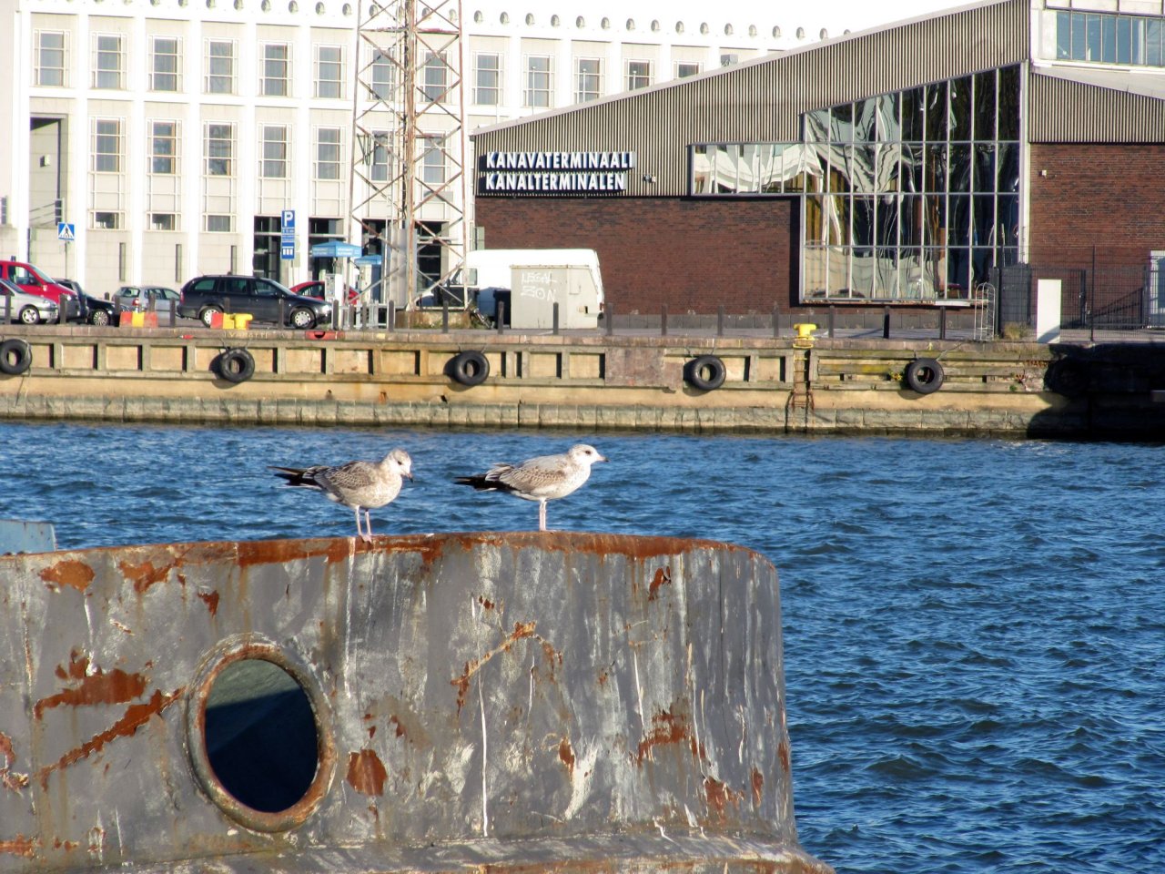 Seagulls, chillin'.