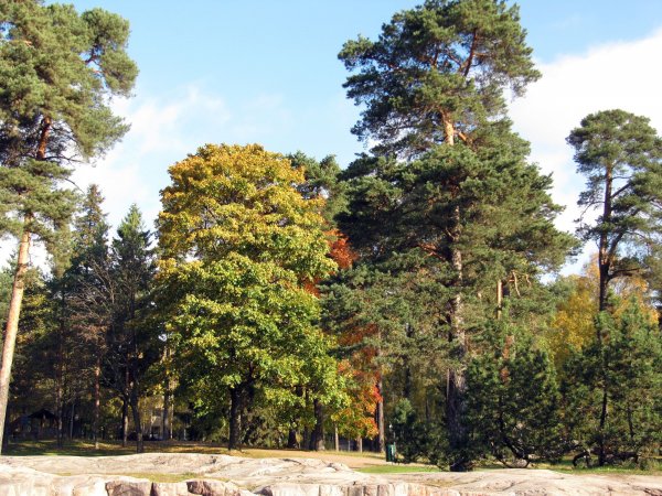 Sibelius park