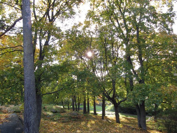 Sibelius park