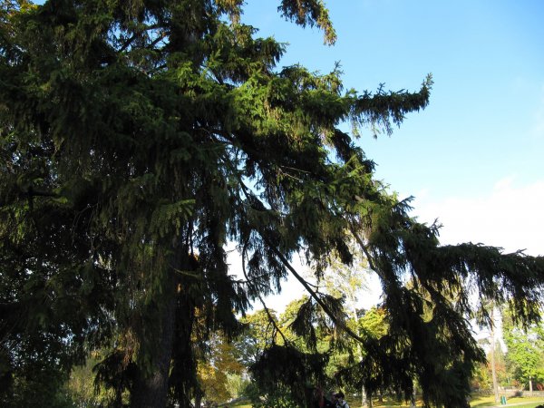 Sibelius park