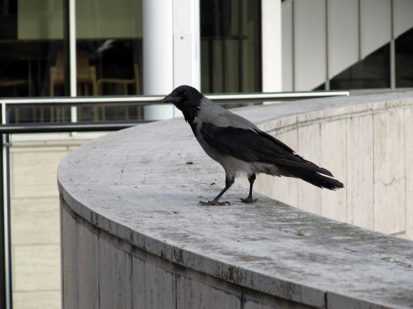 bird at the Culture Center