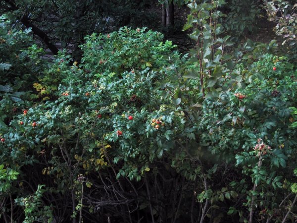 berries
