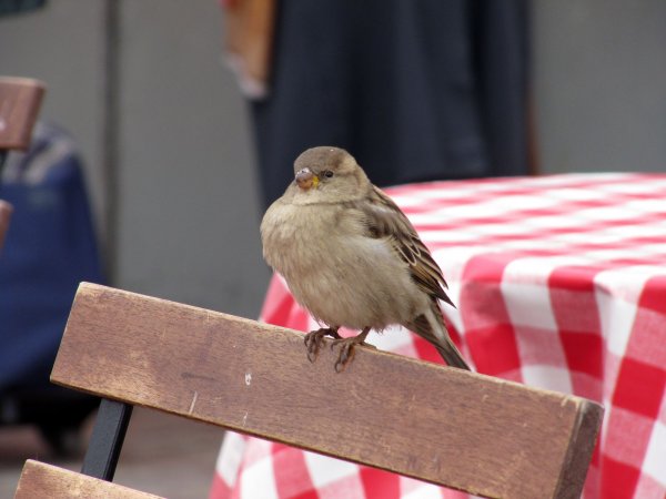there were plenty of birds around, picking up dropped food