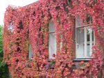 pretty ivy, too bad it turned out fuzzy :(