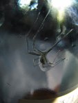 Spider Wine
