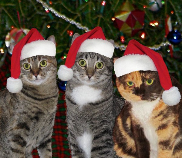 Kitty Christmas 2010