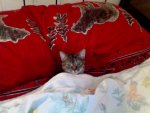Saru tucked herself under the bed covers.