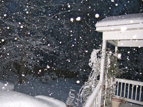 Pretty how the snow hangs onto the Lady Banks Rose