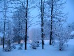 Front left side yard