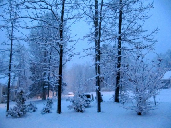 Front left side yard