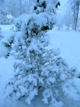 Camellia bush all wrapped in snow