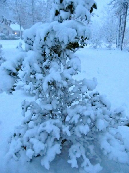 Camellia bush all wrapped in snow