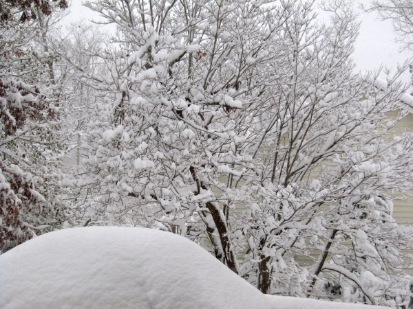 Snow covered dogwood tree