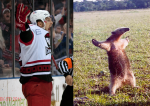 Osala is an anteater
