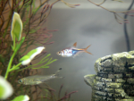 Harlequin Rasbora