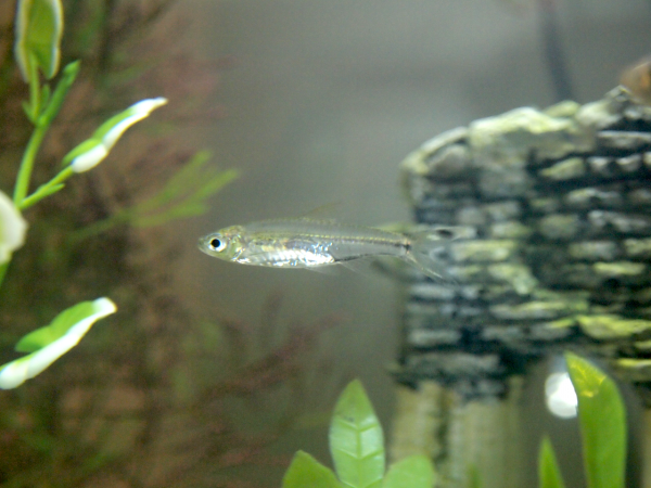 Scissortail Rasbora