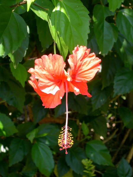 Hibiscus