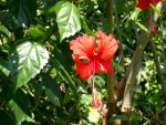 Hibiscus (2)