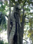 Parasitic Tree