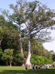 Massive Tree!