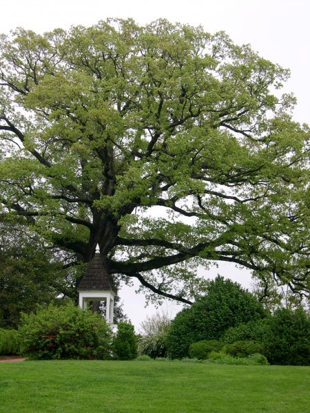 Charlottesville - Ash Lawn - Massive (Old!) Tree on Property