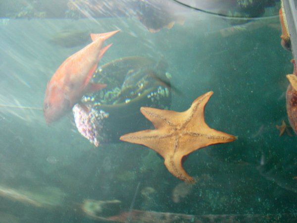Starfish Sticking to the Plexiglass
