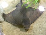 Swimming Ray