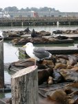 Fisherman's Wharf - Outside Pier 39