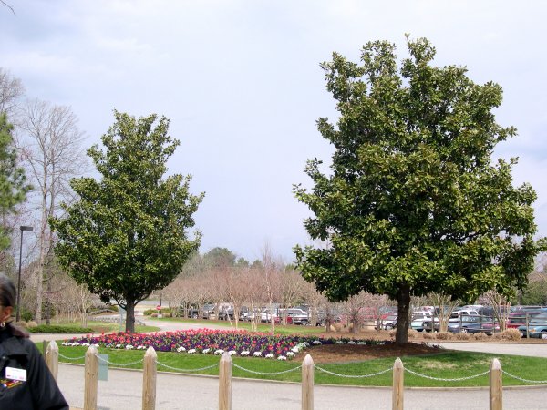 Landscaping Outside the Entrance