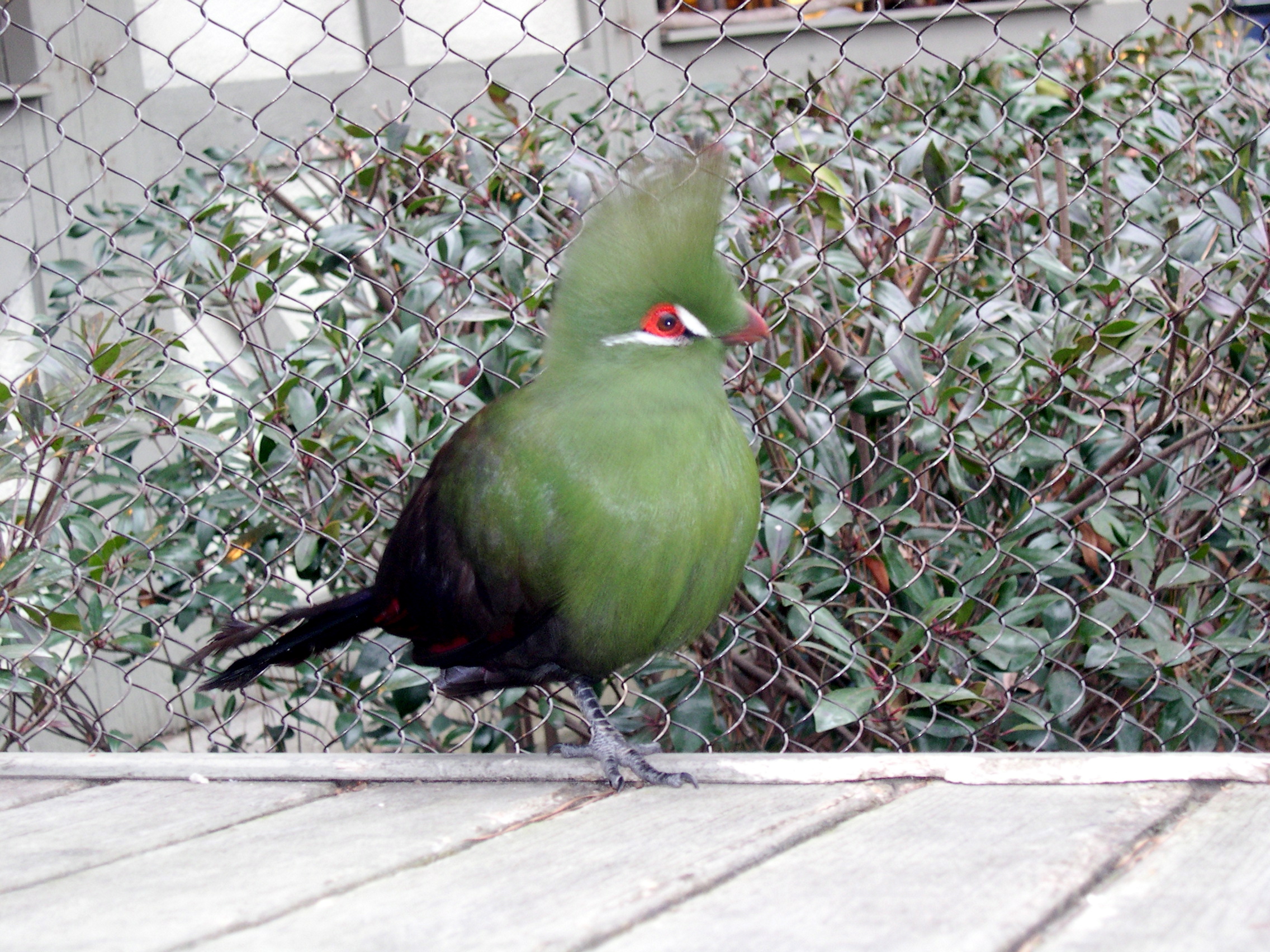 Aviary (1)