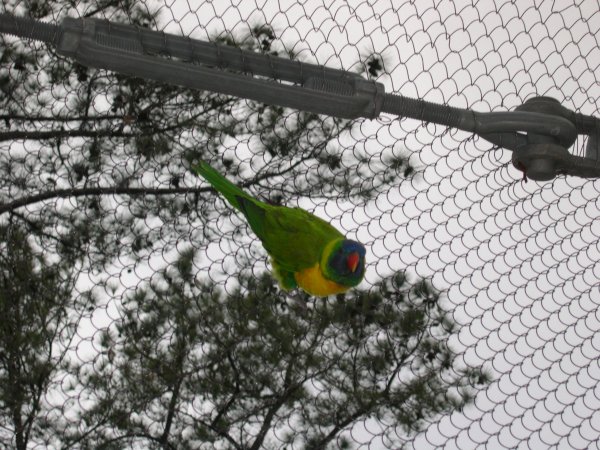 Aviary (2)