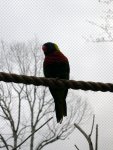 Aviary (3)