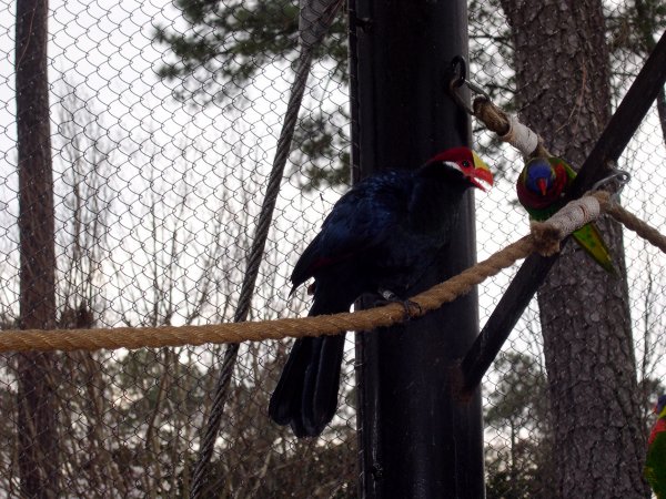 Aviary (5)