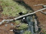 Bald Eagles