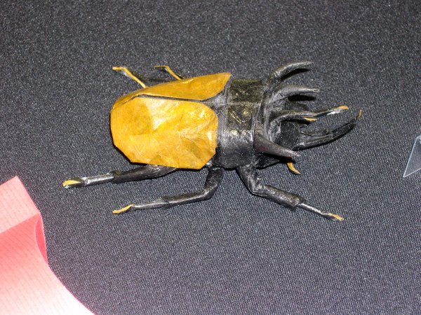 beetle