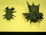 beetles (1)
