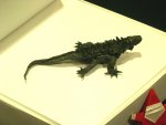 iguana