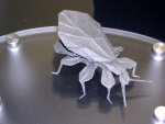 insect
