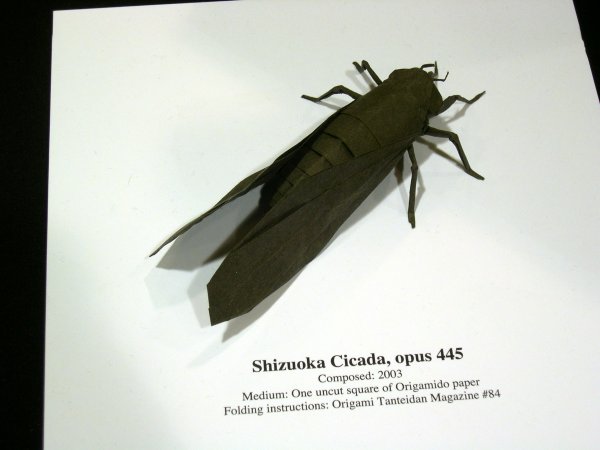 shizuoka cicada