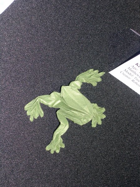 tree frog