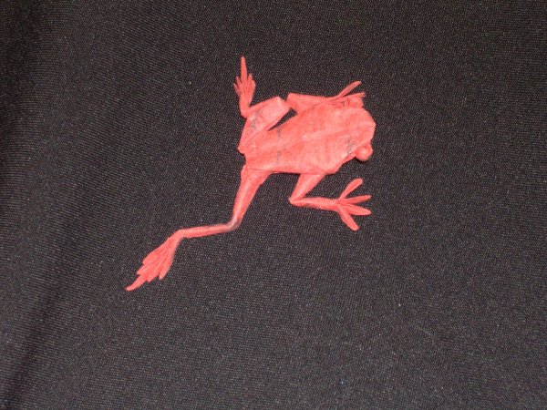 tree frog 1
