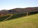 Lots of Christmas tree farms out there.