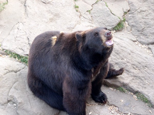 You *can* feed the bears here (well, some of them anyways) and this one was GREAT at catching food in his mouth!