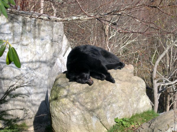 This one probably just ate too much.