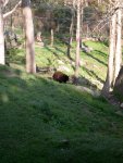 The bear cubs were way off in the distance.