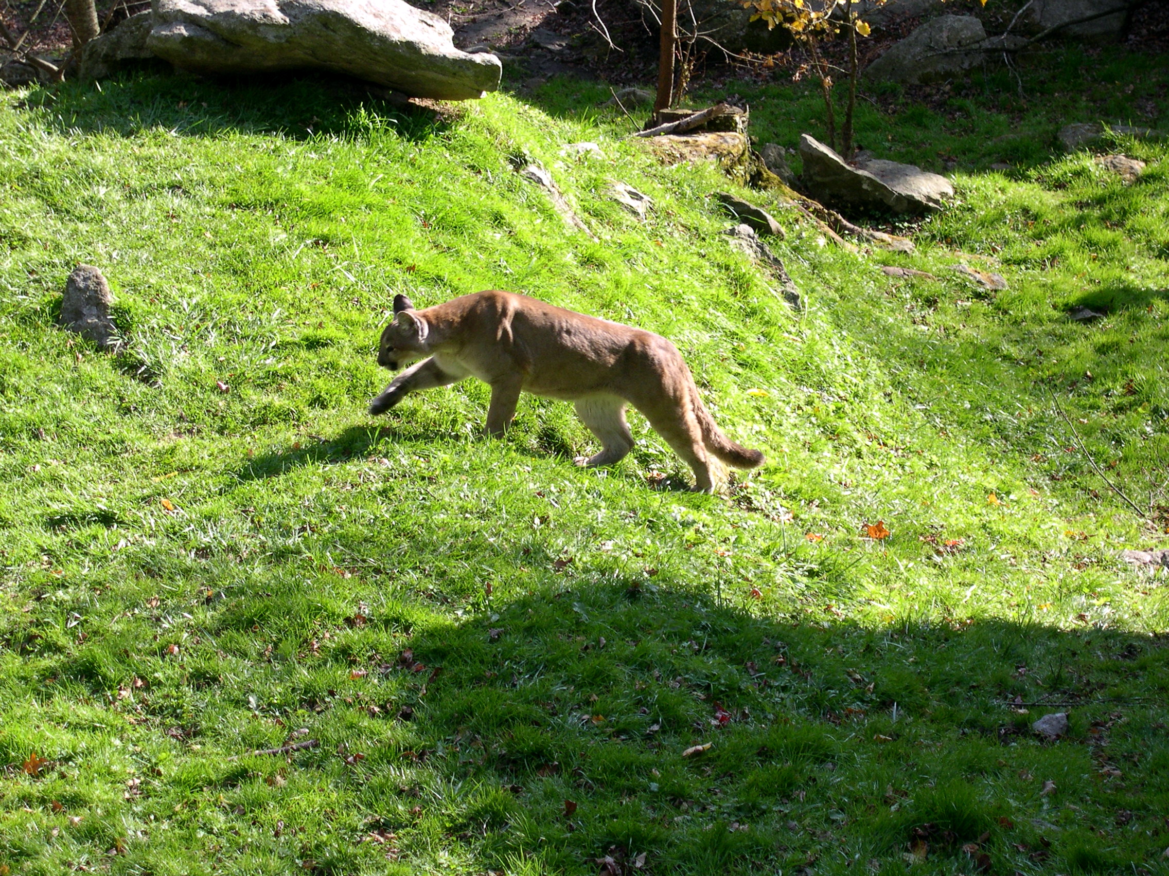 Cougar/Mountain Lion