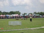 sheep herding (2)
