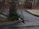 Closer look at the downed tree