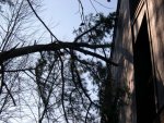 Here you can see where the tree hit the building